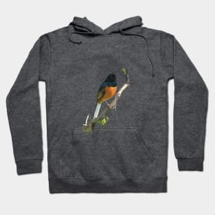 Beautiful White-rumped Shama Thrush, Bird Hoodie